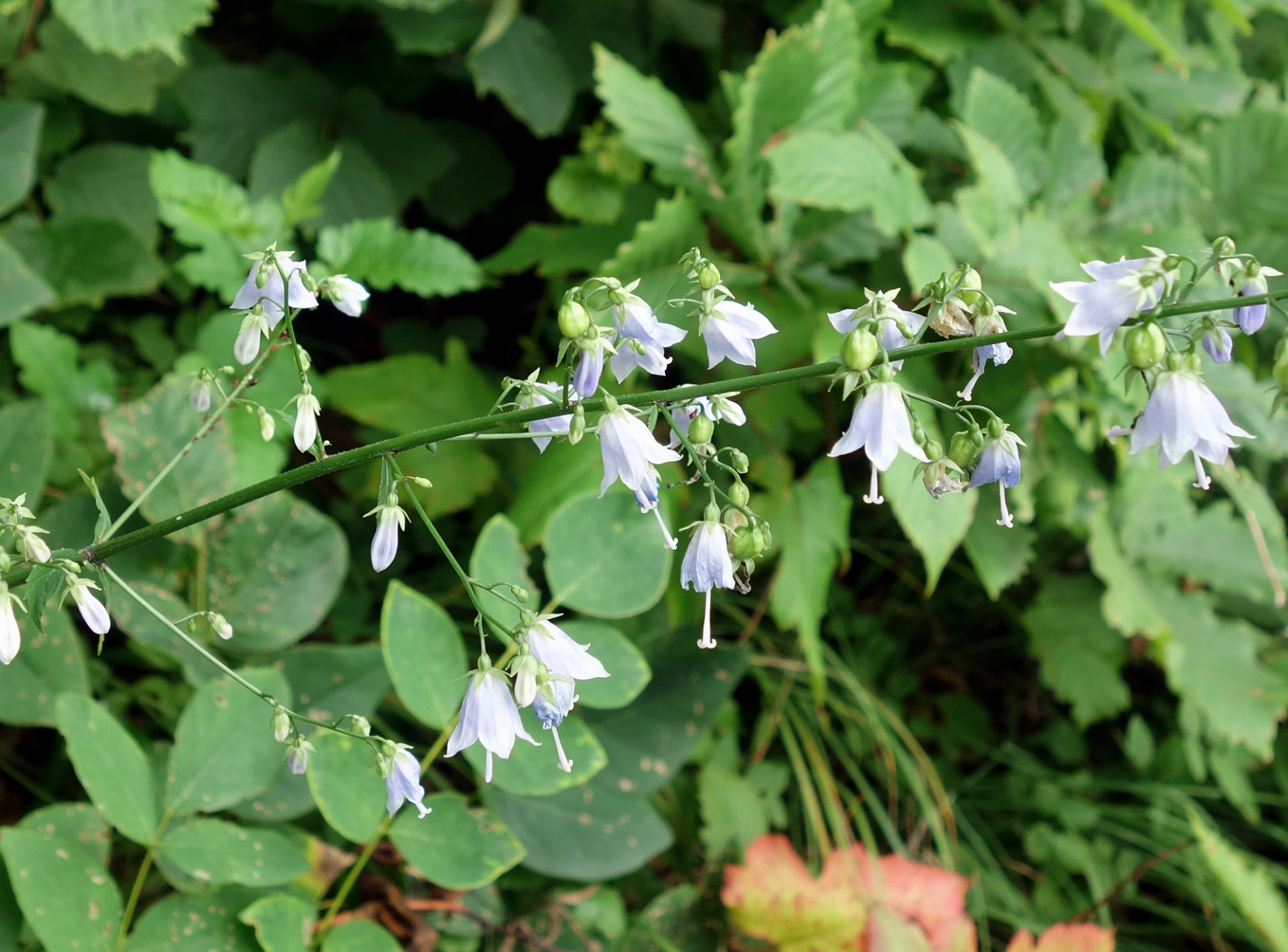 Изображение особи Adenophora divaricata.