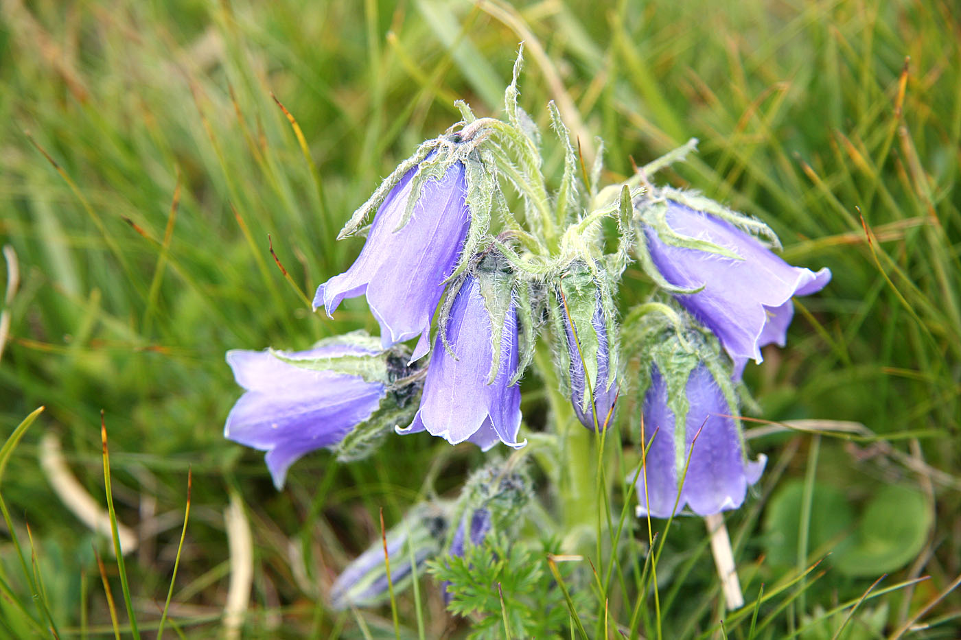 Image of Campanula alpina specimen.