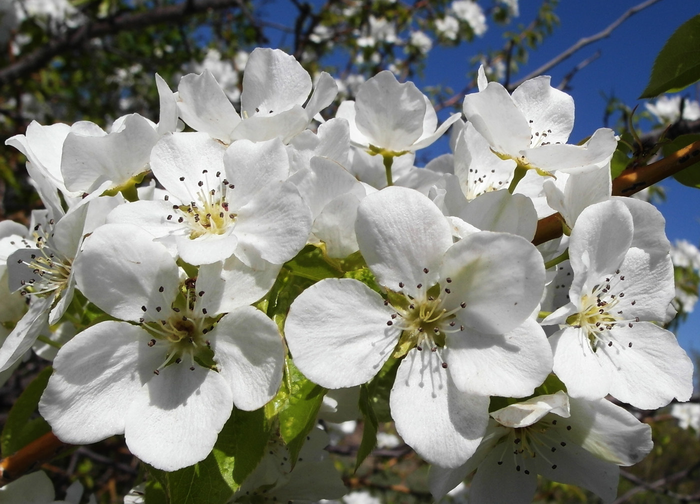 Image of Pyrus communis specimen.