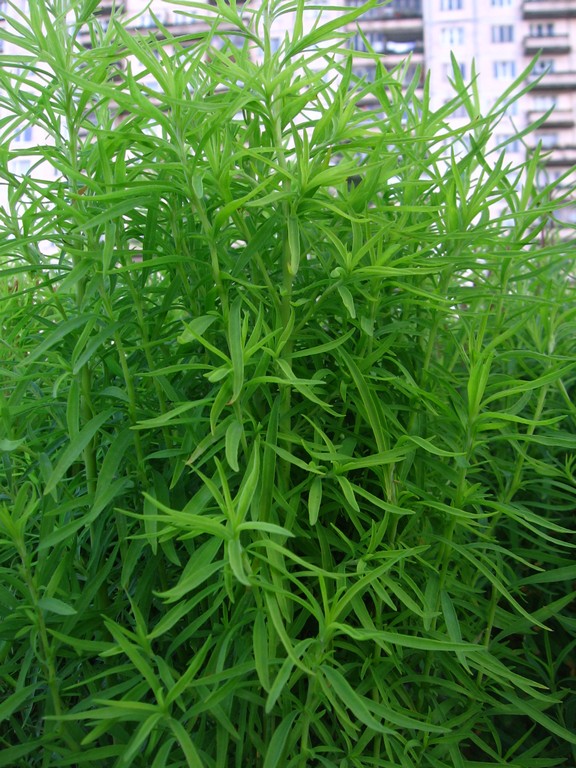 Изображение особи Bassia scoparia f. trichophylla.