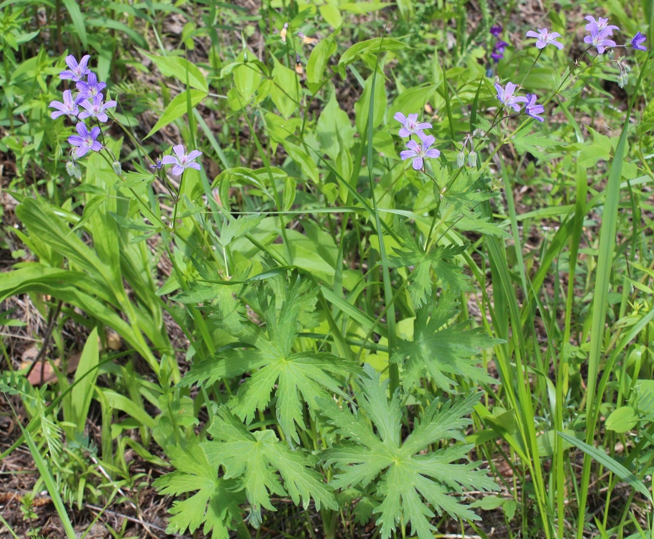 Изображение особи Geranium igoschinae.