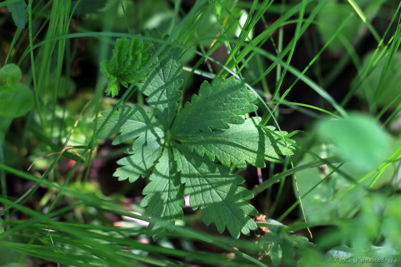 Изображение особи Potentilla heptaphylla.