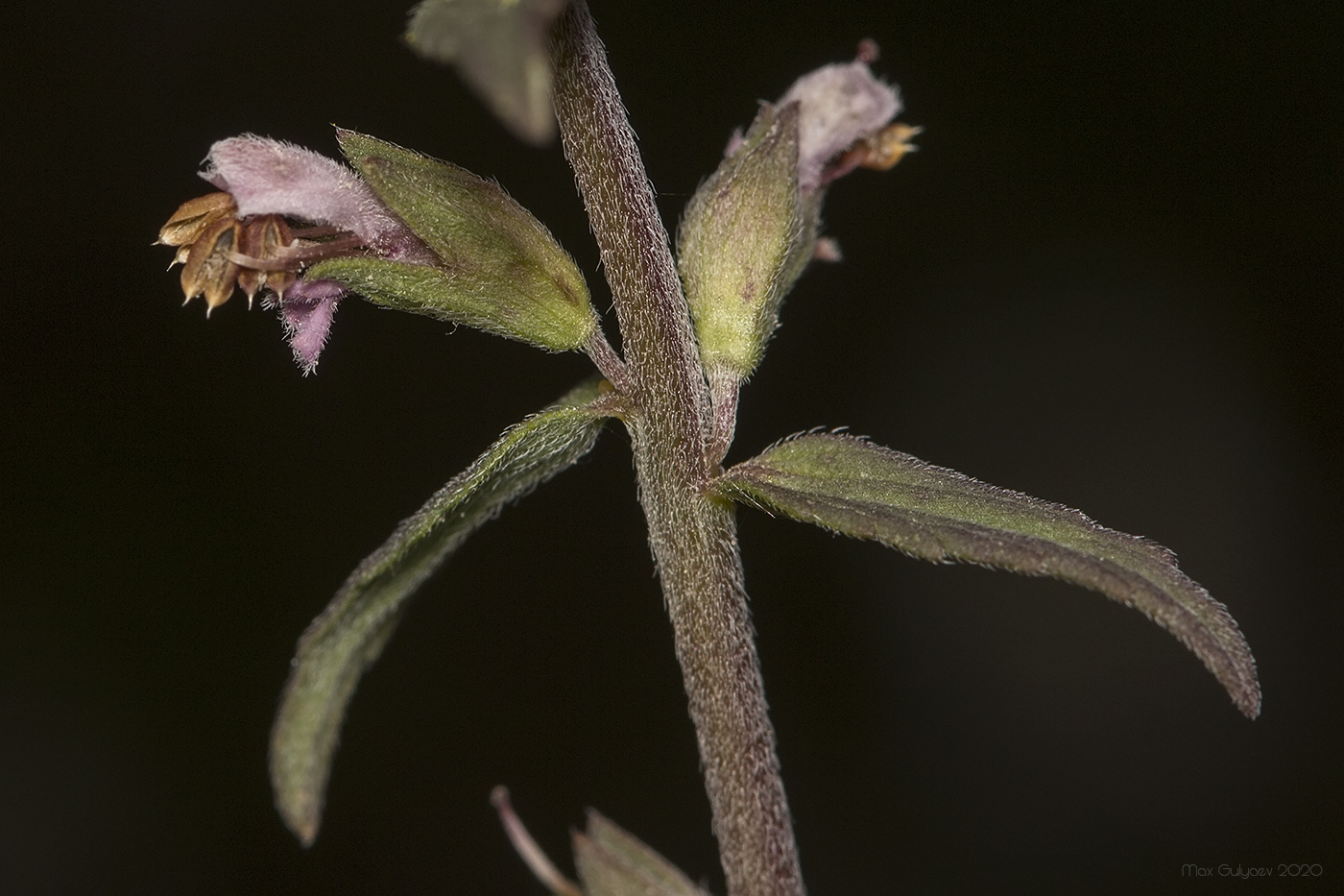 Изображение особи Odontites vulgaris.