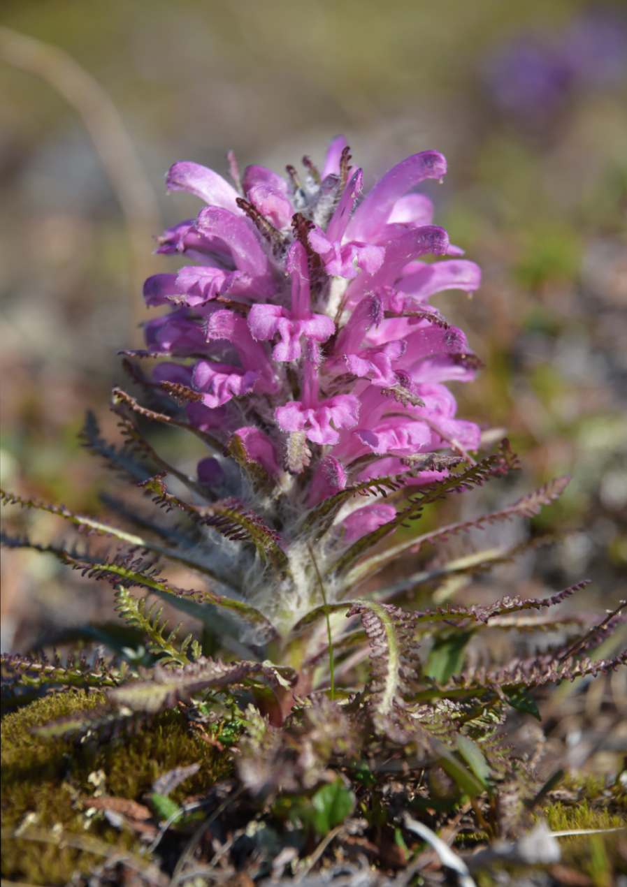 Image of Pedicularis alopecuroides specimen.