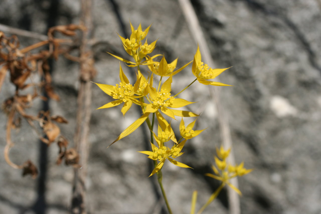 Image of Bupleurum veronense specimen.