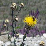 Image of taxon representative. Author is Анна Малыхина