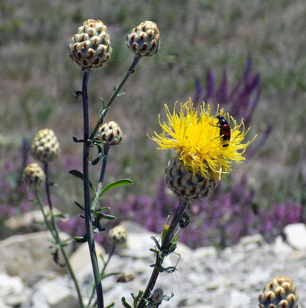 Image of Centaurea orientalis specimen.