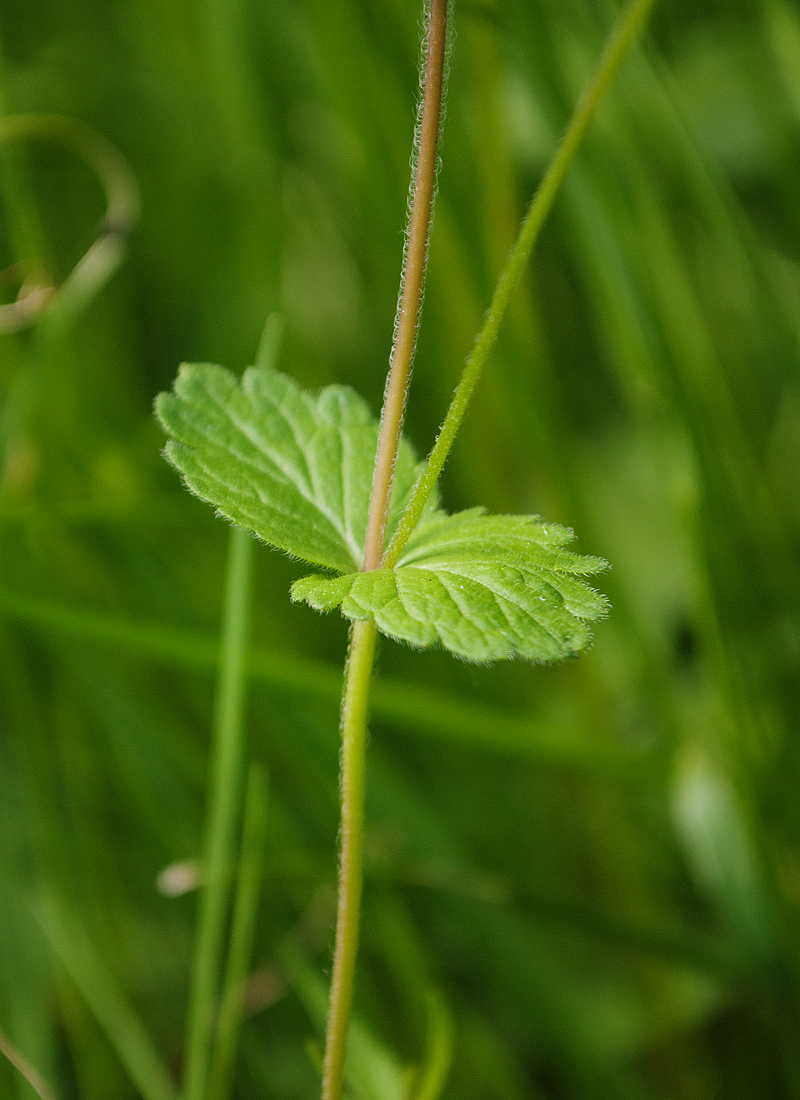 Image of Veronica chamaedrys specimen.