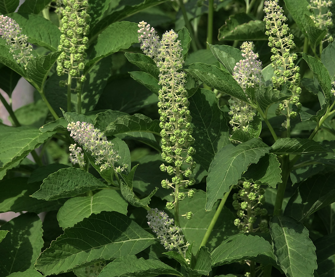 Изображение особи Phytolacca acinosa.