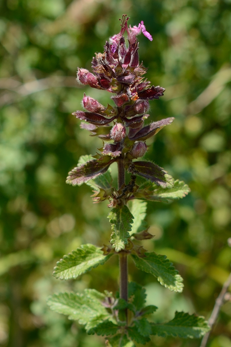 Изображение особи Teucrium chamaedrys.