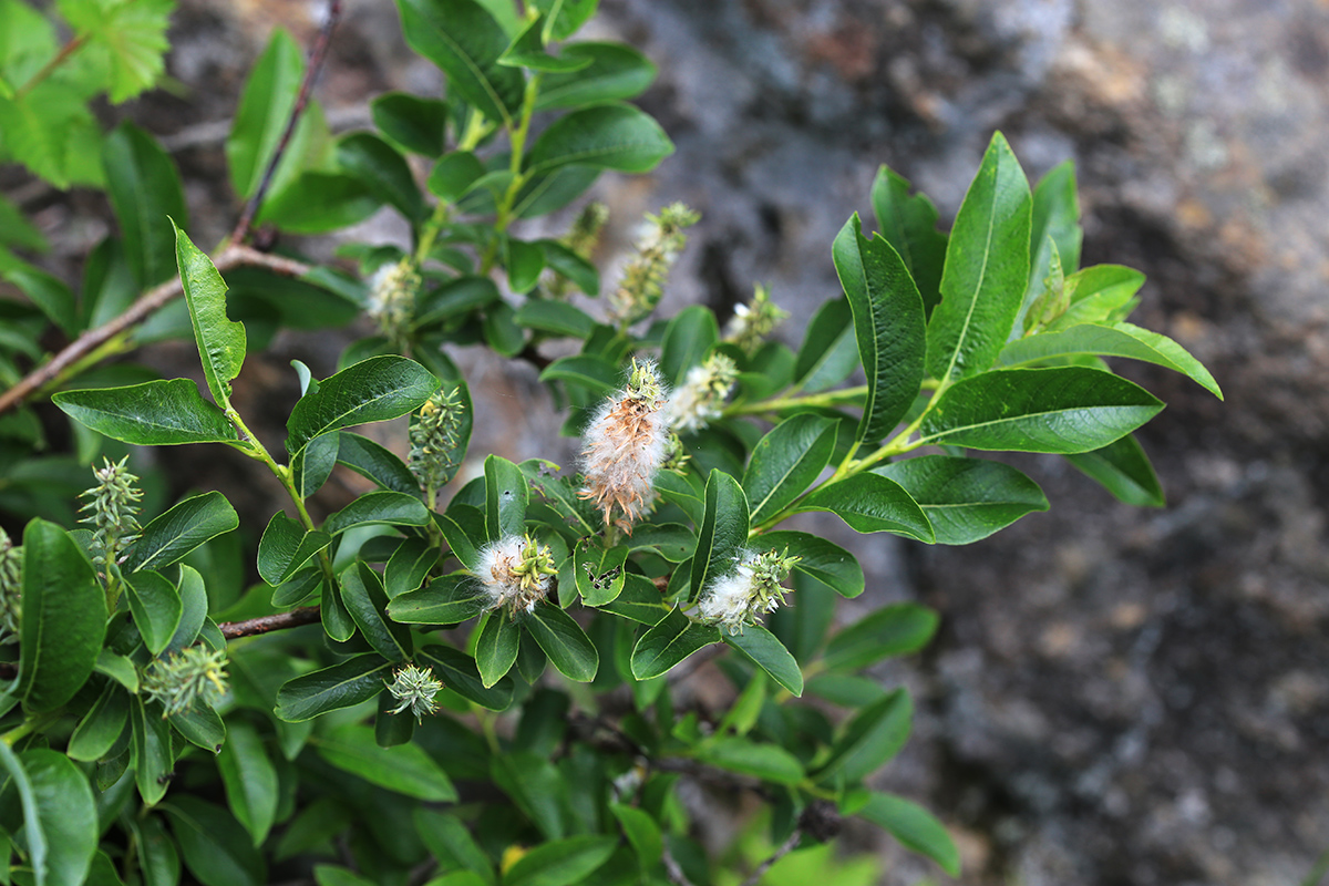 Изображение особи Salix woroschilovii.