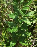 Adenophora verticillata