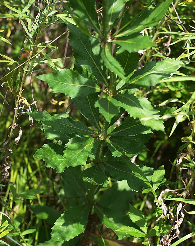 Изображение особи Adenophora verticillata.