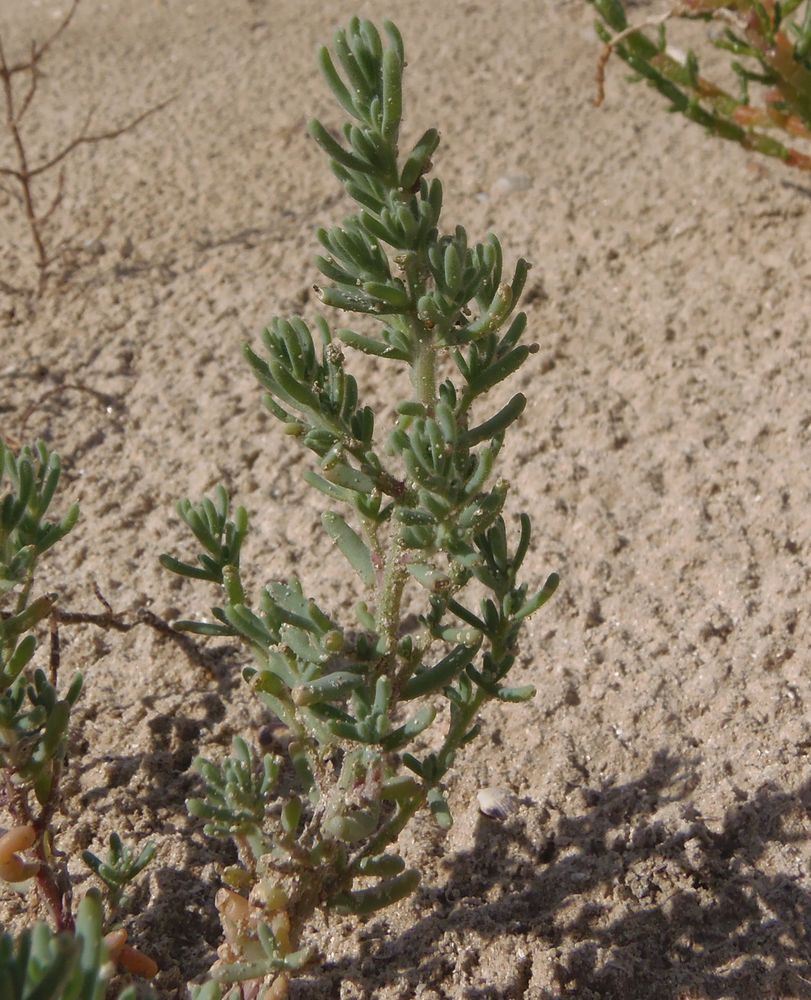 Image of Spirobassia hirsuta specimen.