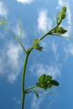 Cucurbita ficifolia