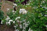 Rosa multiflora