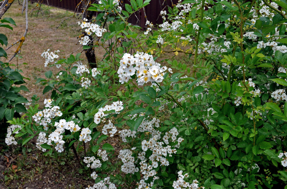 Изображение особи Rosa multiflora.