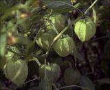 Physalis angulata. Часть веточки с созревающими плодами. Московская обл., Раменский р-н, окр. дер. Хрипань, садовый участок. 28.09.2020.