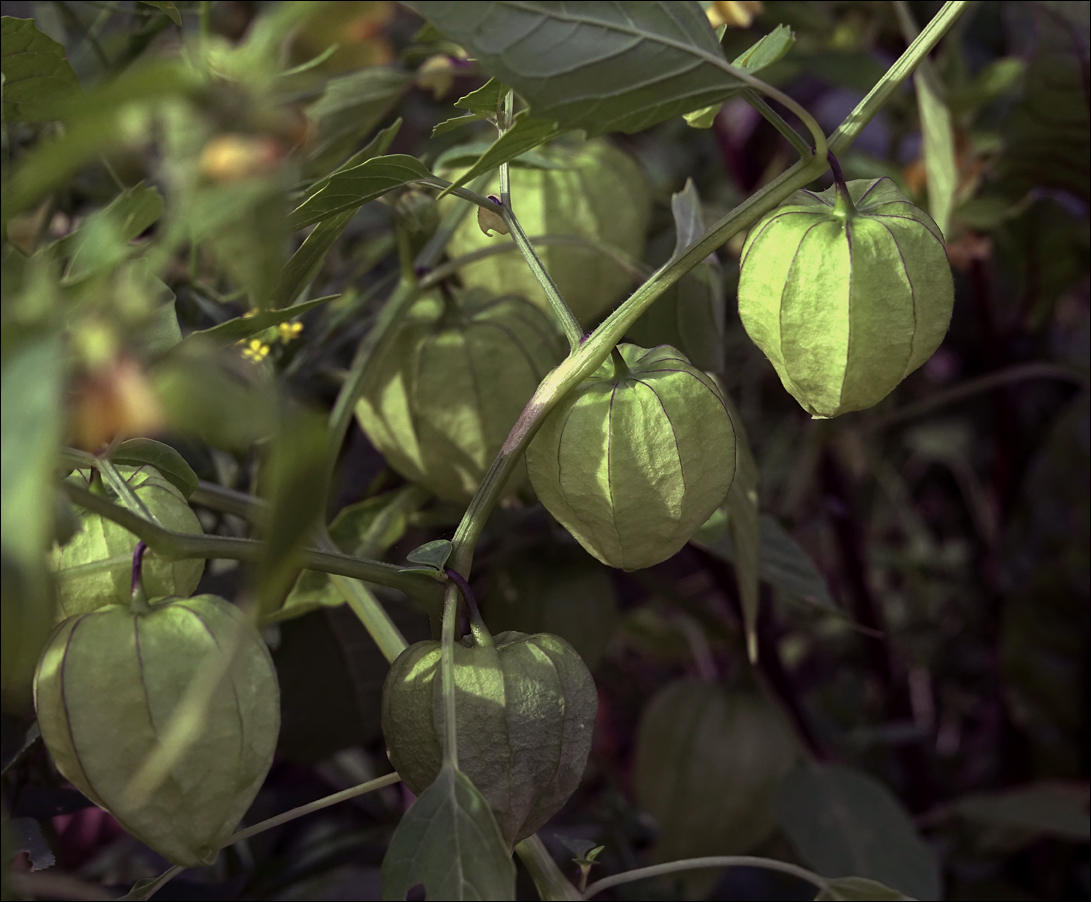 Изображение особи Physalis angulata.