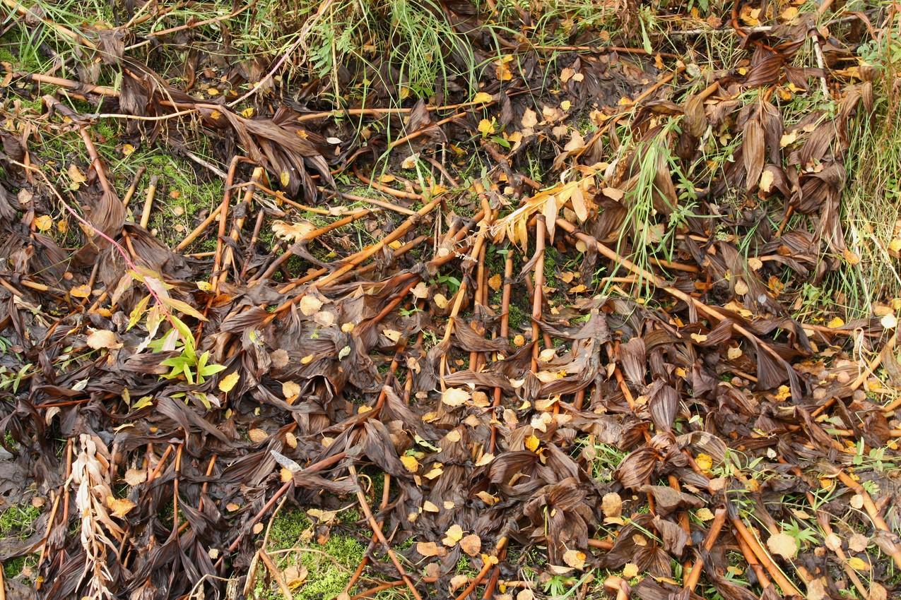 Image of Veratrum lobelianum specimen.
