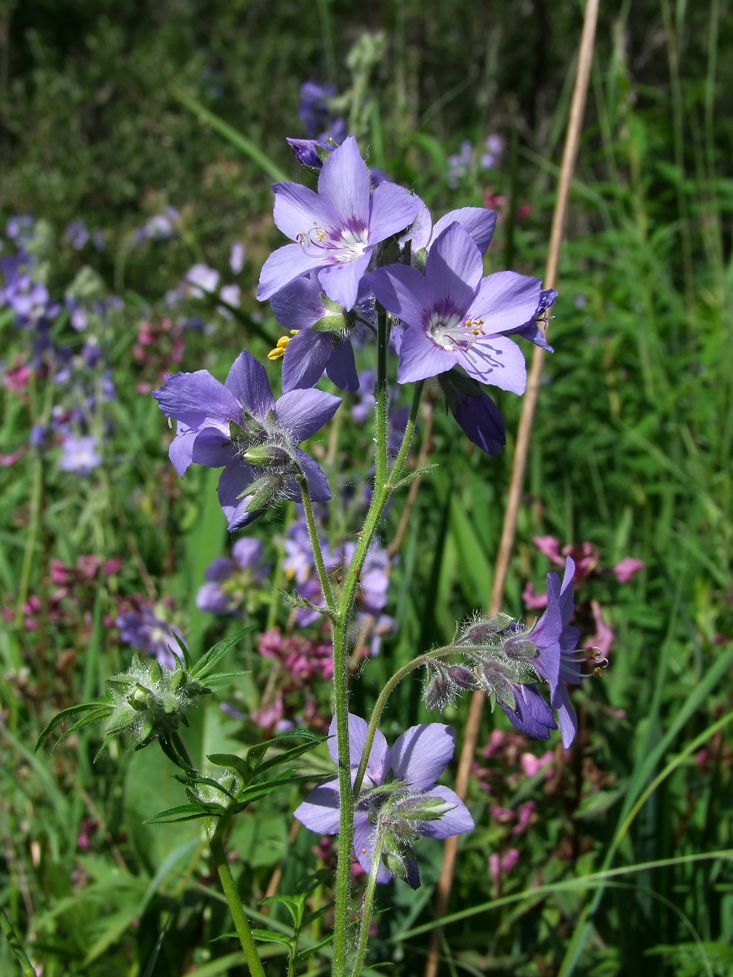 Image of Polemonium acutiflorum specimen.