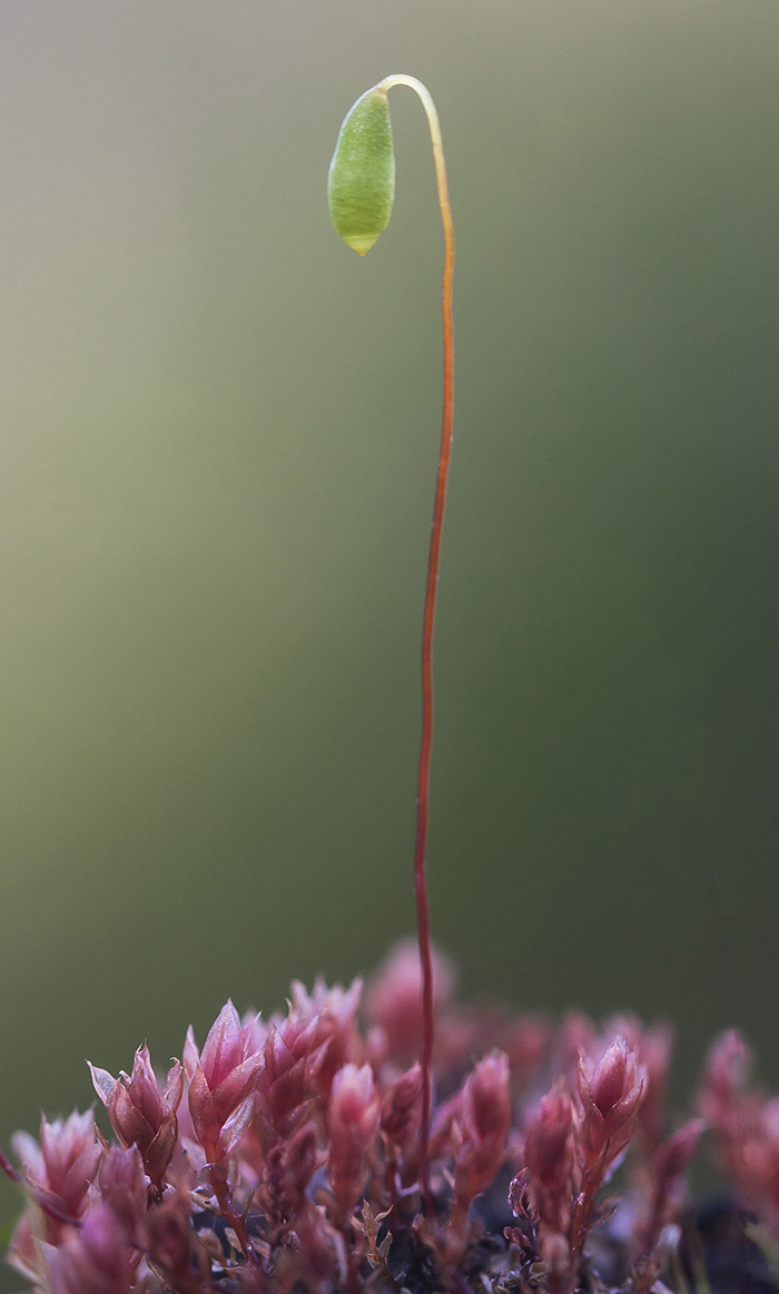 Image of genus Bryum specimen.