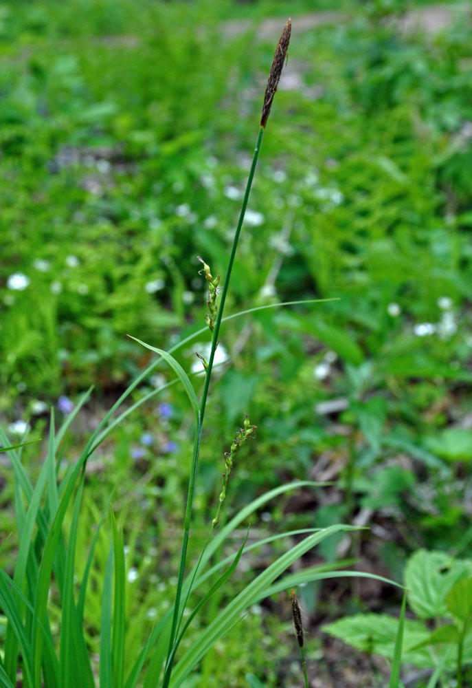 Изображение особи Carex pilosa.