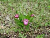 Cypripedium macranthos