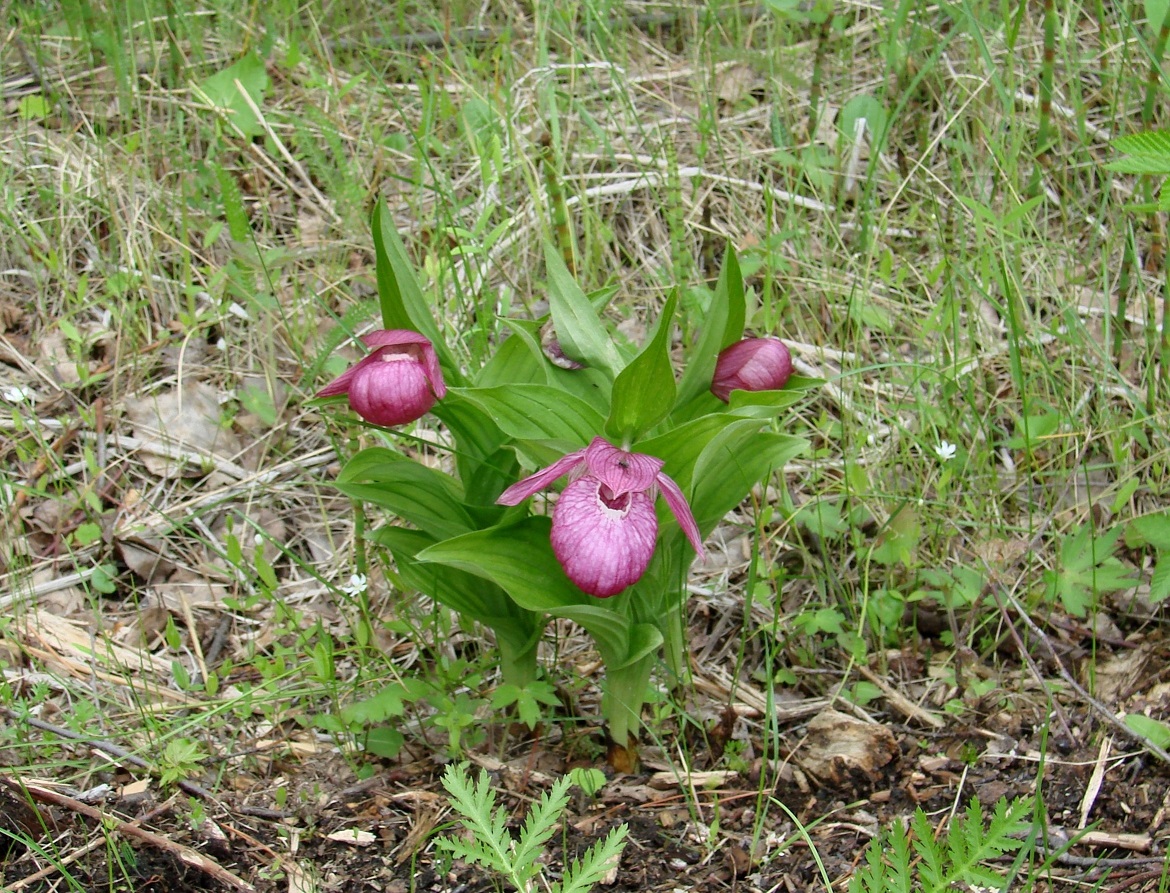 Image of Cypripedium macranthos specimen.