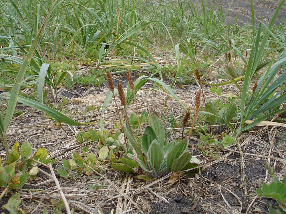 Image of Plantago camtschatica specimen.