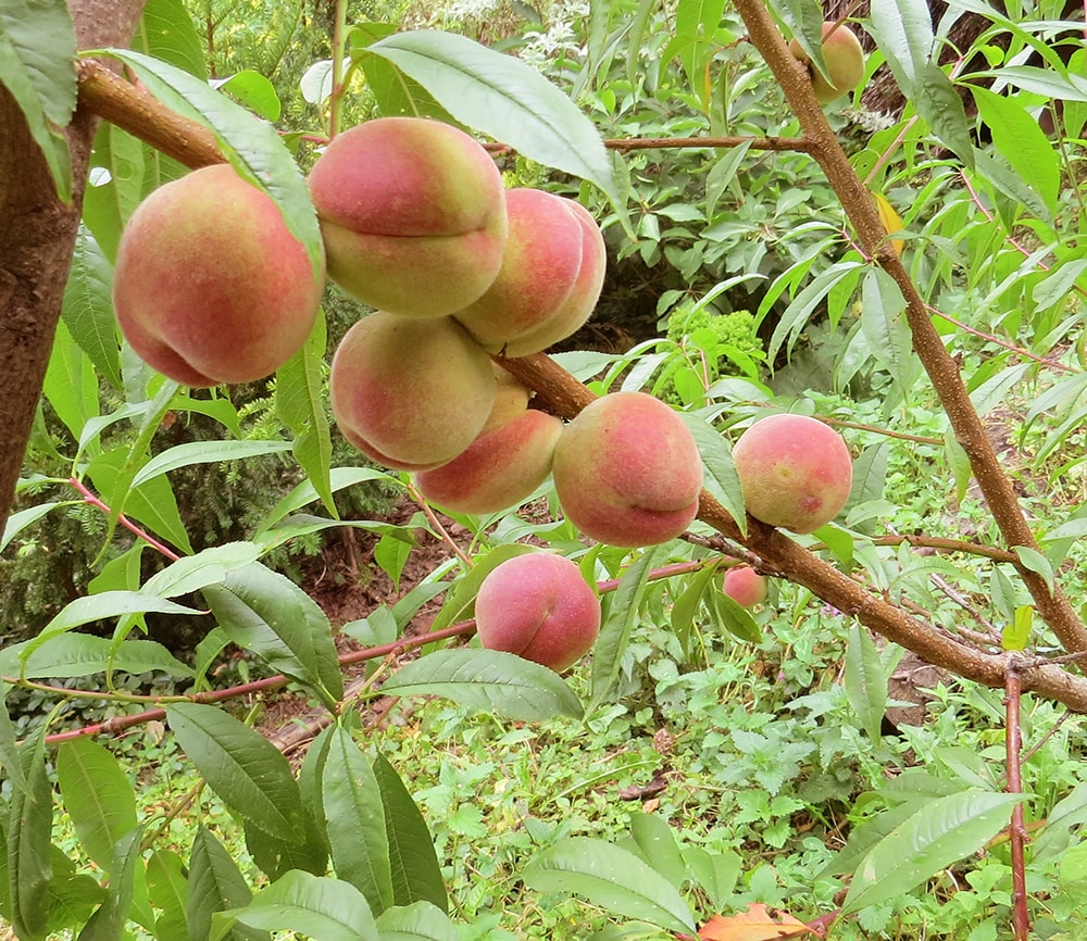 Изображение особи Persica vulgaris.