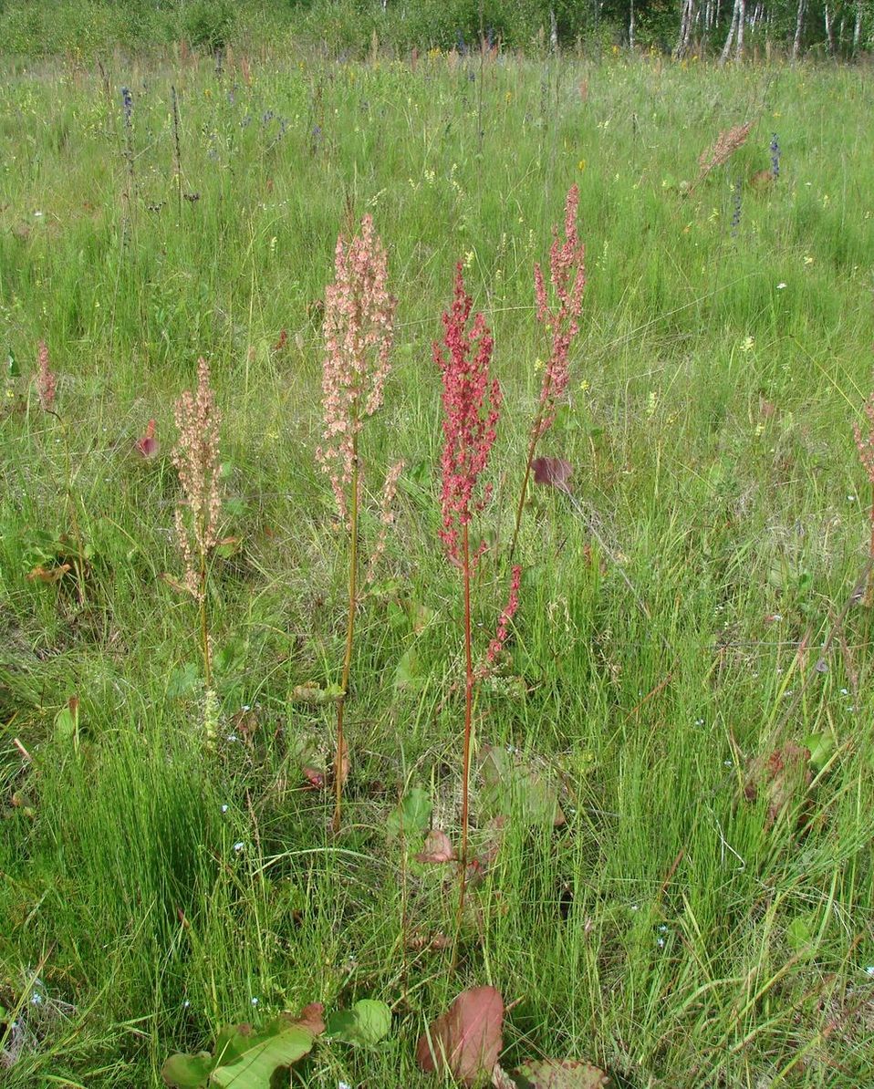 Image of Rumex aquaticus specimen.