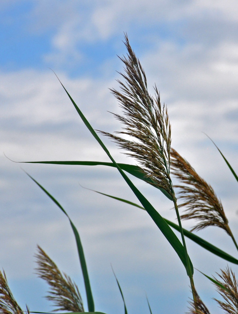 Image of Phragmites australis specimen.