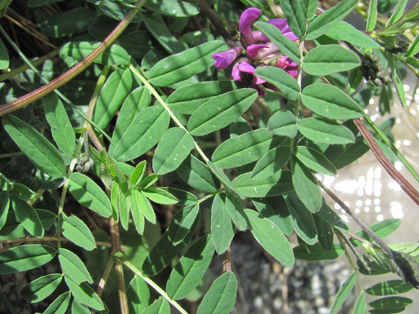 Изображение особи Astragalus brachytropis.