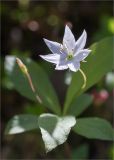 Trientalis europaea. Цветок. Карелия, Заонежье, п-ов Клим, сосновый бор. 09.06.2020.