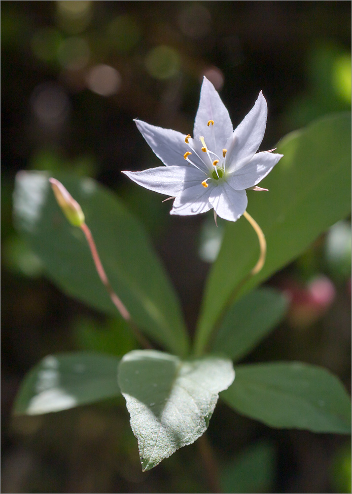 Изображение особи Trientalis europaea.