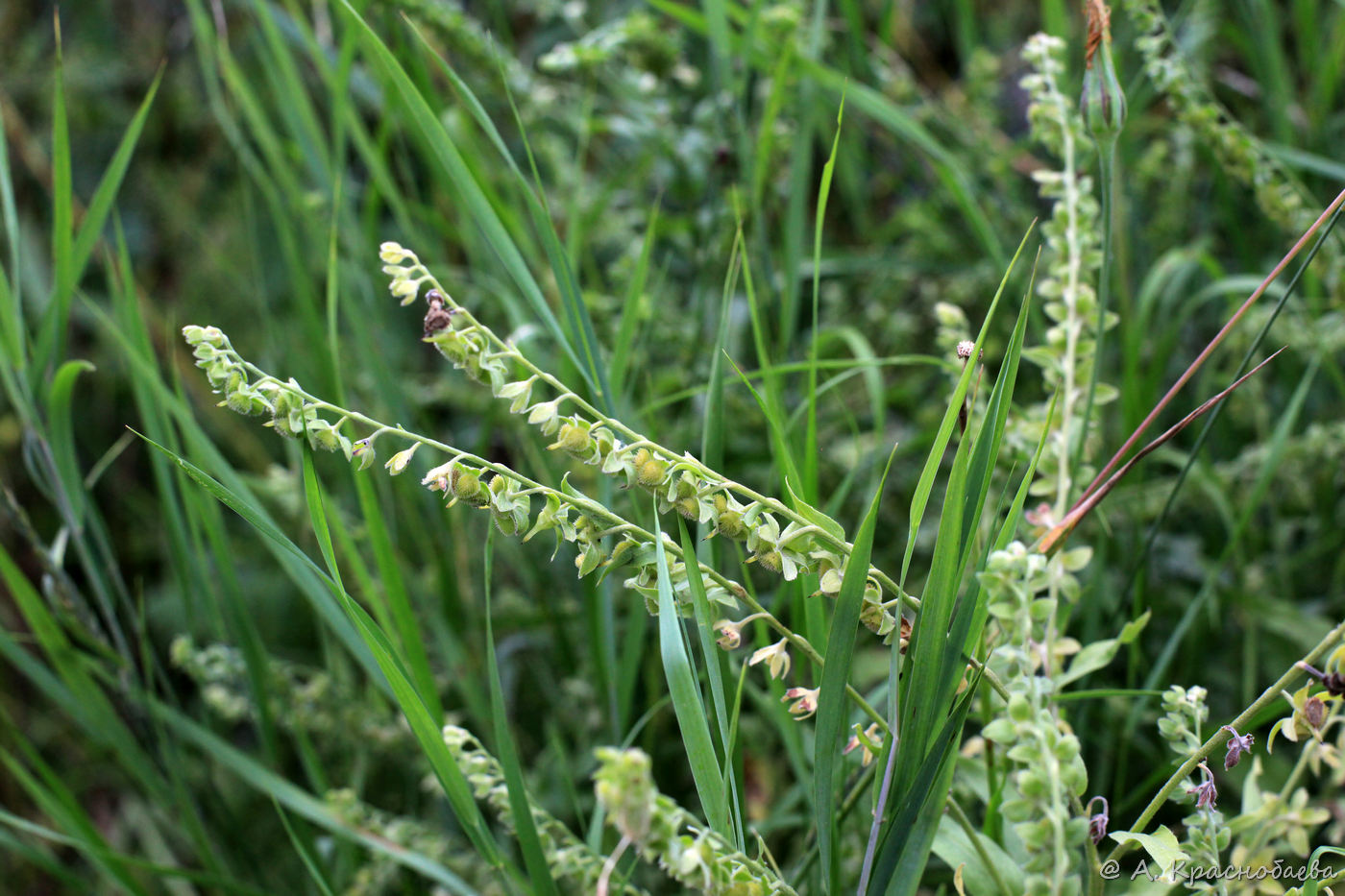 Изображение особи Cynoglossum officinale.