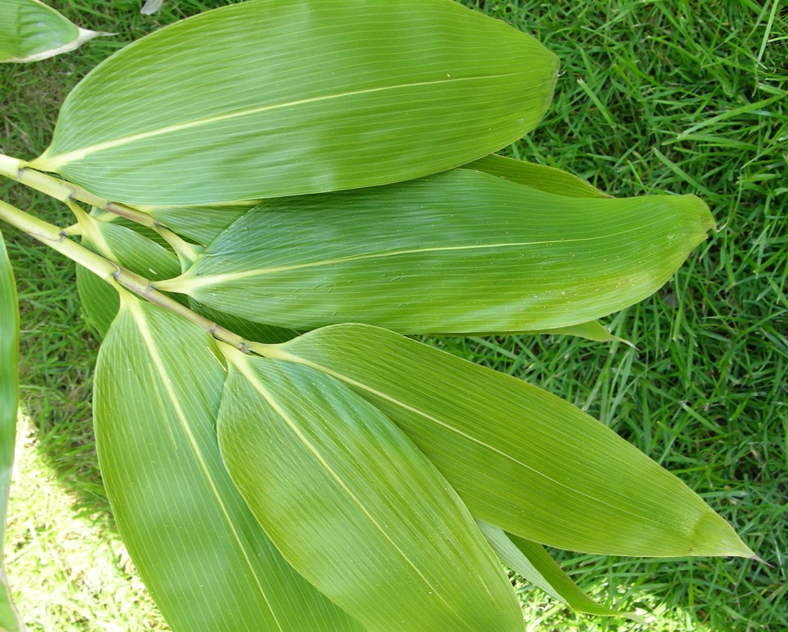 Image of Sasa palmata specimen.