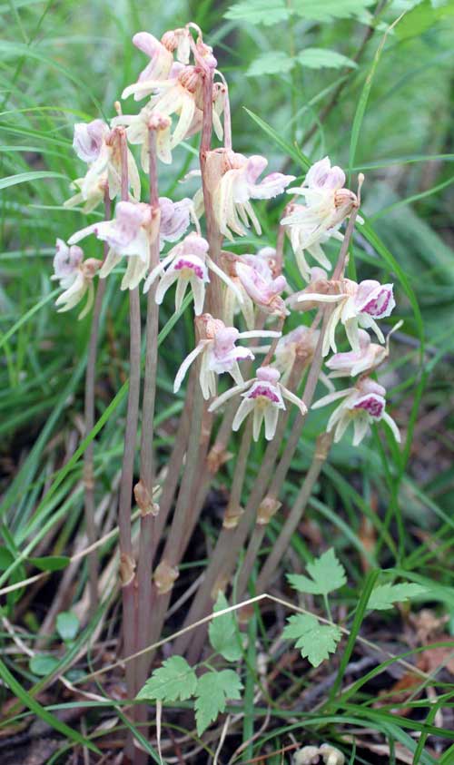 Image of Epipogium aphyllum specimen.