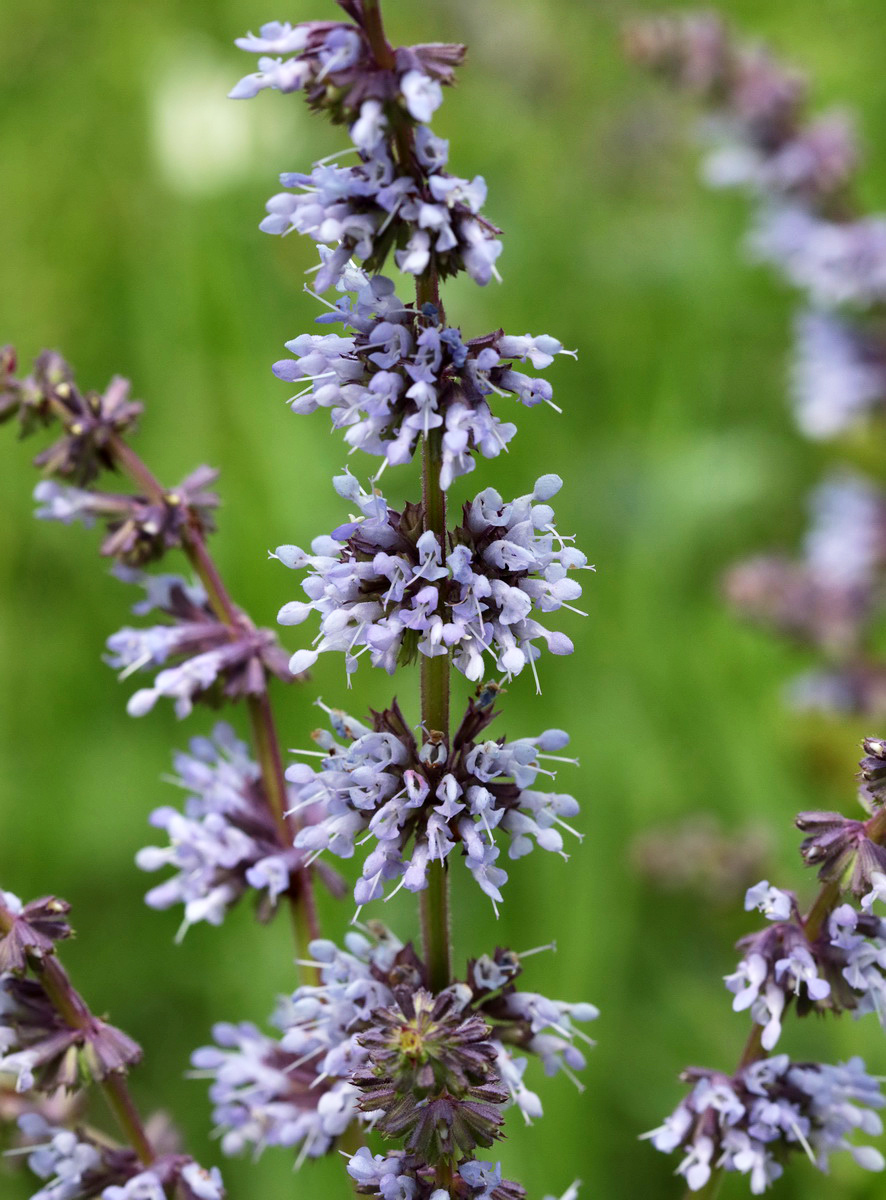 Изображение особи Salvia verticillata.