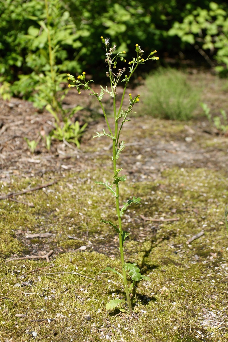 Изображение особи Senecio vulgaris.