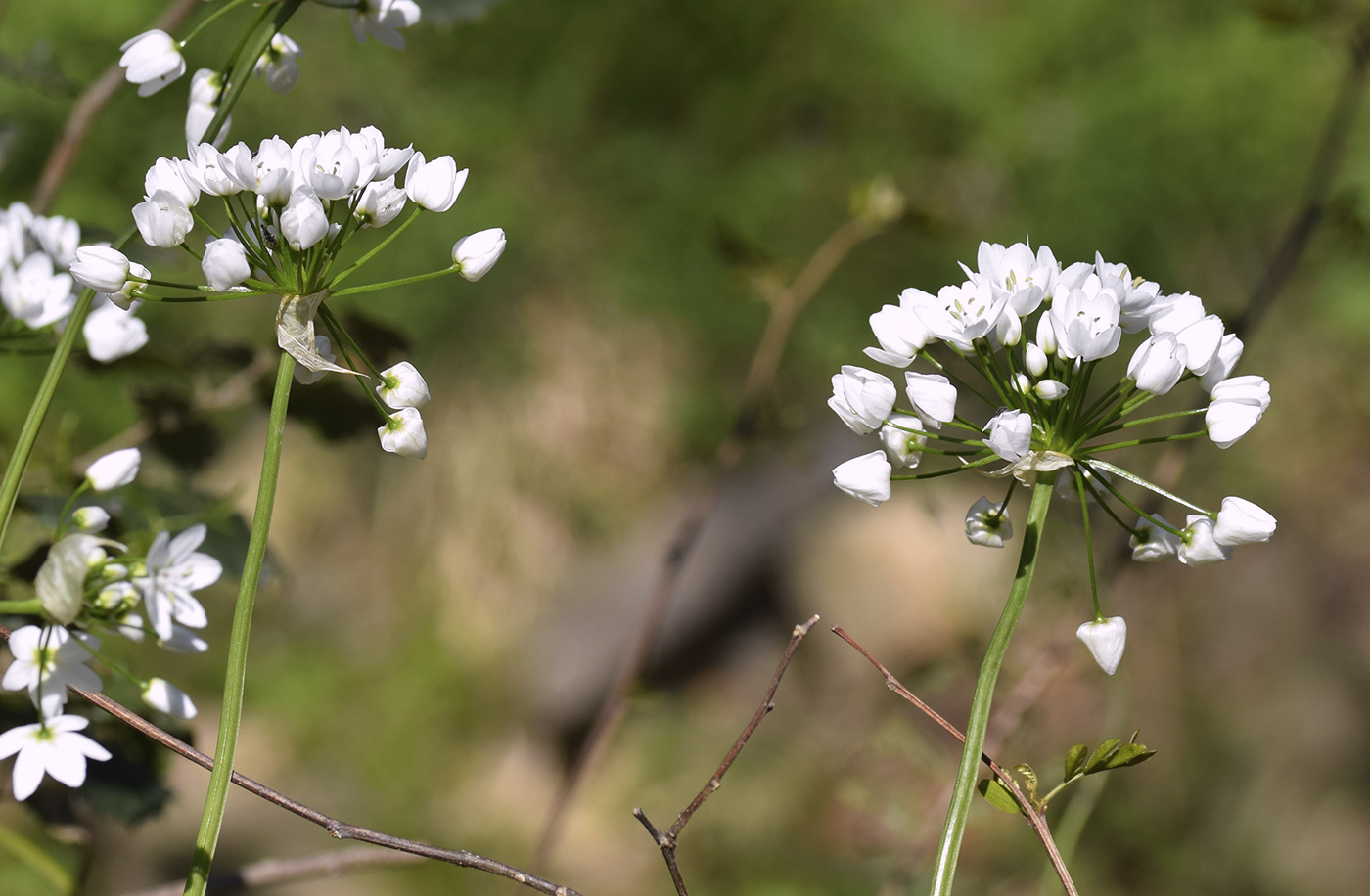 Изображение особи Allium neapolitanum.