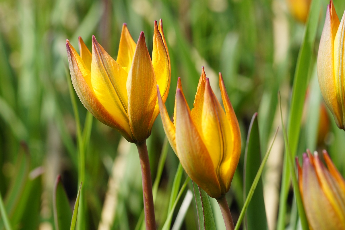 Изображение особи Tulipa biebersteiniana.