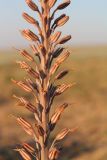 Eremurus inderiensis
