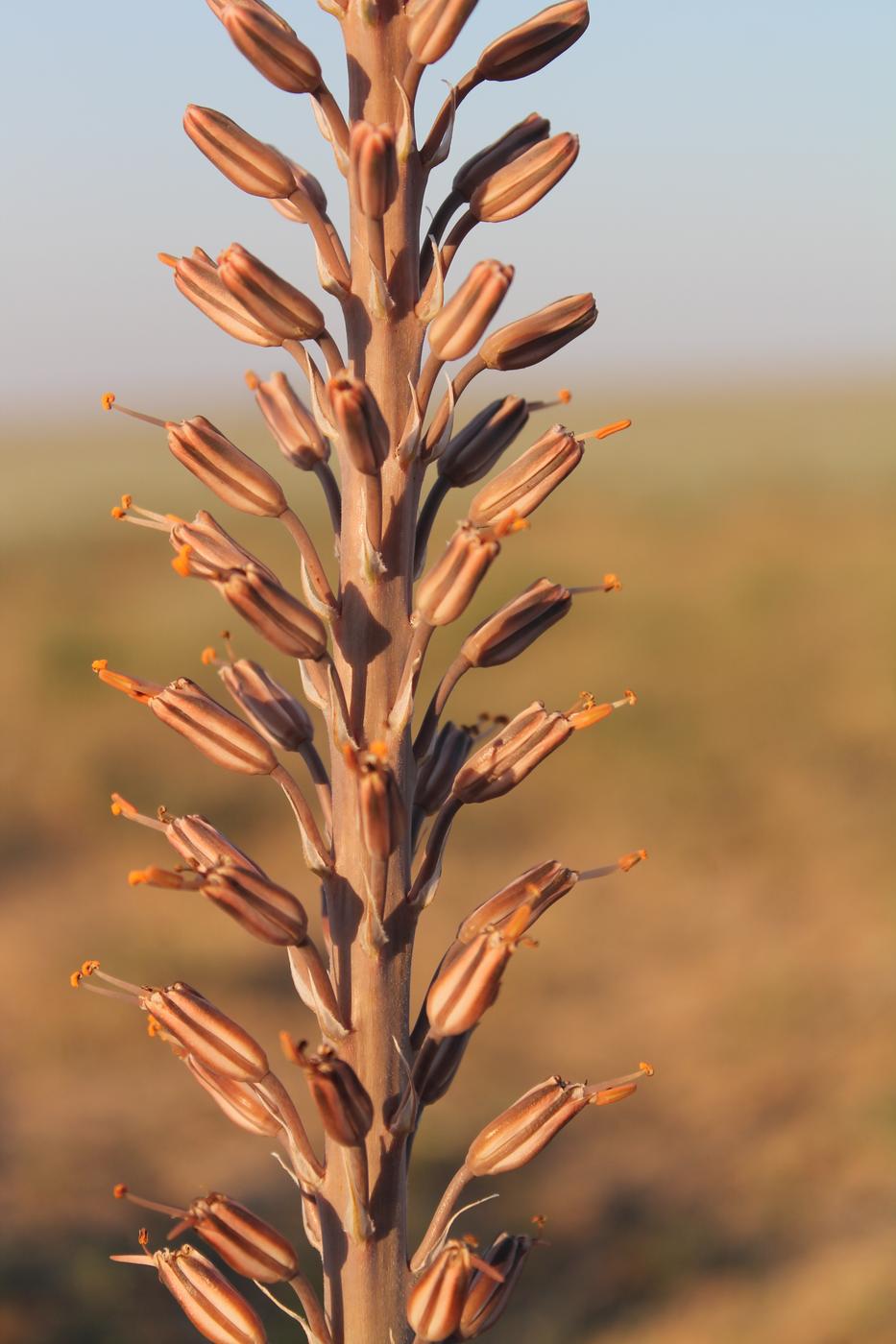 Image of Eremurus inderiensis specimen.