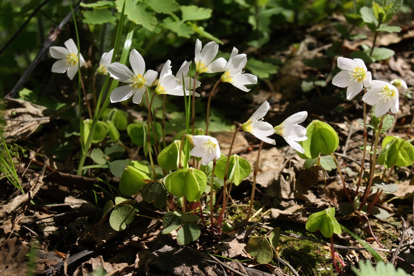 Изображение особи Oxalis acetosella.