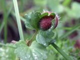 Glechoma hederacea. Лист с галлом Liposthenes glechomae. Ульяновск, Заволжский р-н, поляна в широколиственном лесу. 01.06.2021.