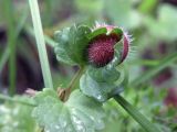 Glechoma hederacea