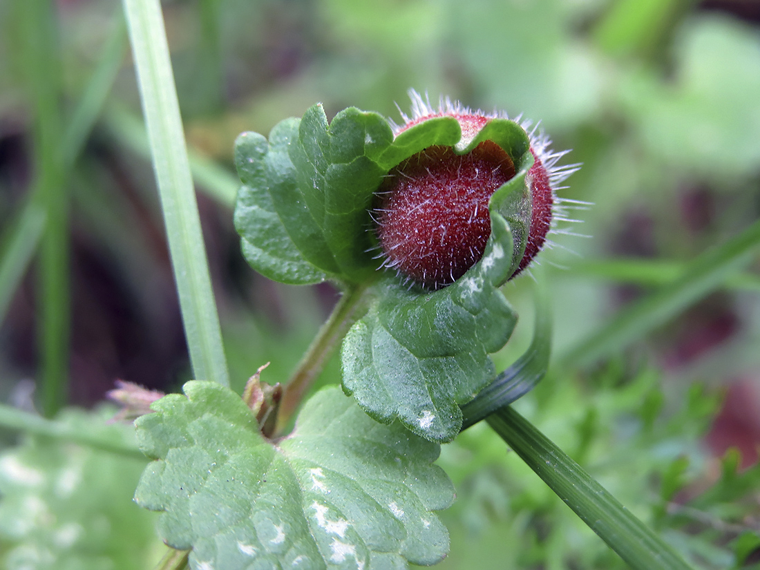 Image of Glechoma hederacea specimen.