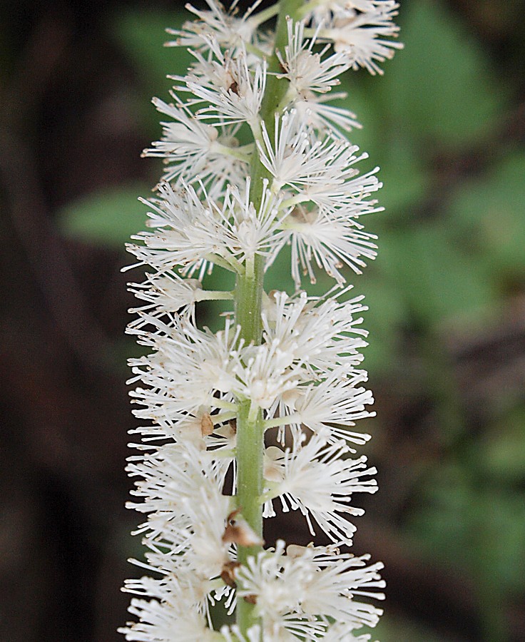 Image of Cimicifuga simplex specimen.